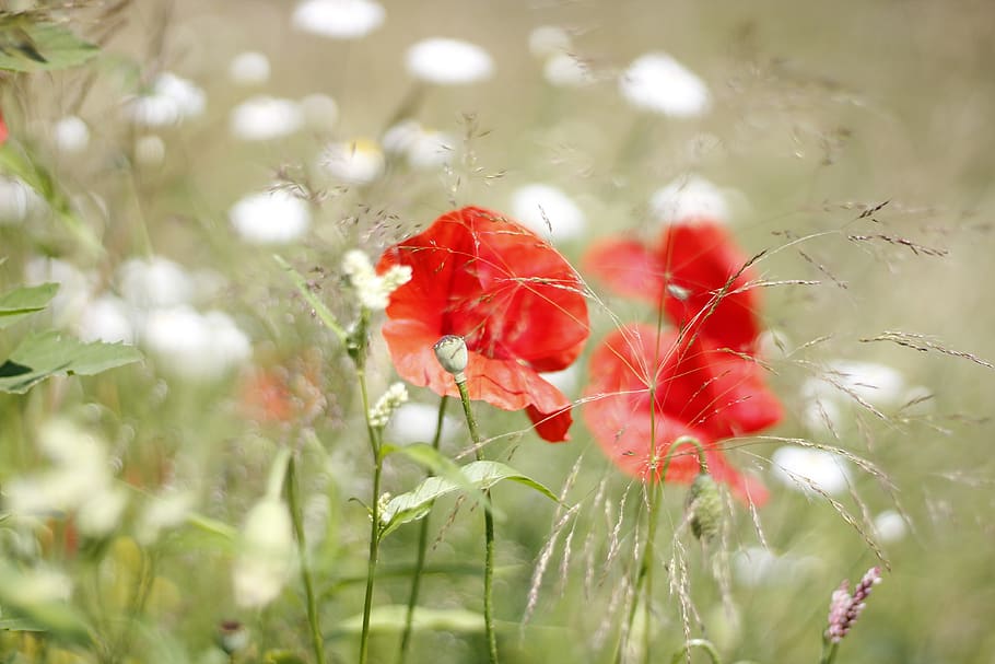 poppy, red, plants, flowering plant, fragility, vulnerability HD wallpaper