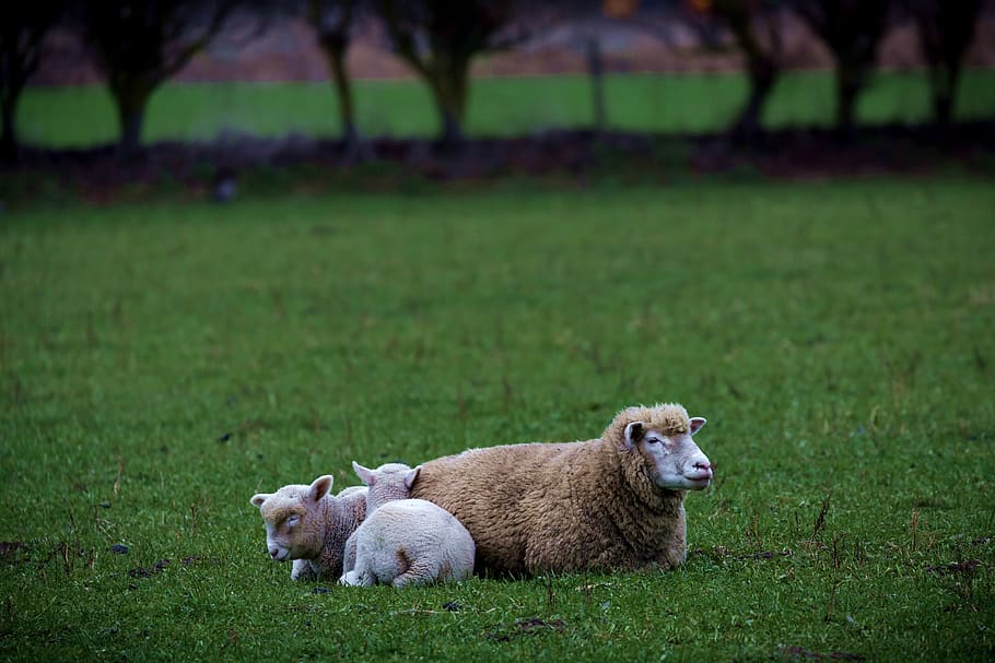 two sheeps on grass, mammal, animal, plant, farm, lambs, farming, HD wallpaper