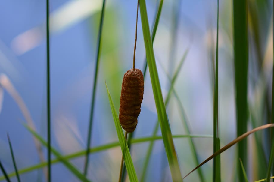 reed, water, pond, plant, growth, close-up, nature, cattail HD wallpaper