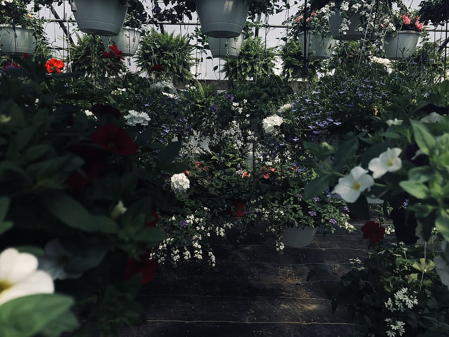 stock, grow, plan, plants, flower, flowers, flower pot, flower pots HD wallpaper
