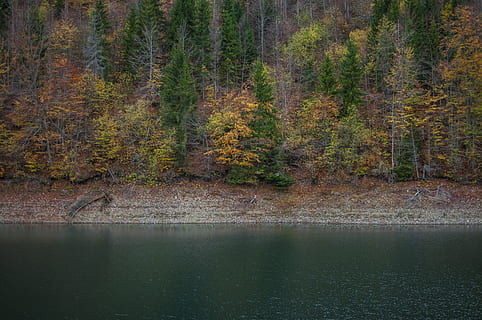 green trees, serbia, zaovine, zaovine lake, plant, conifer, flora HD wallpaper