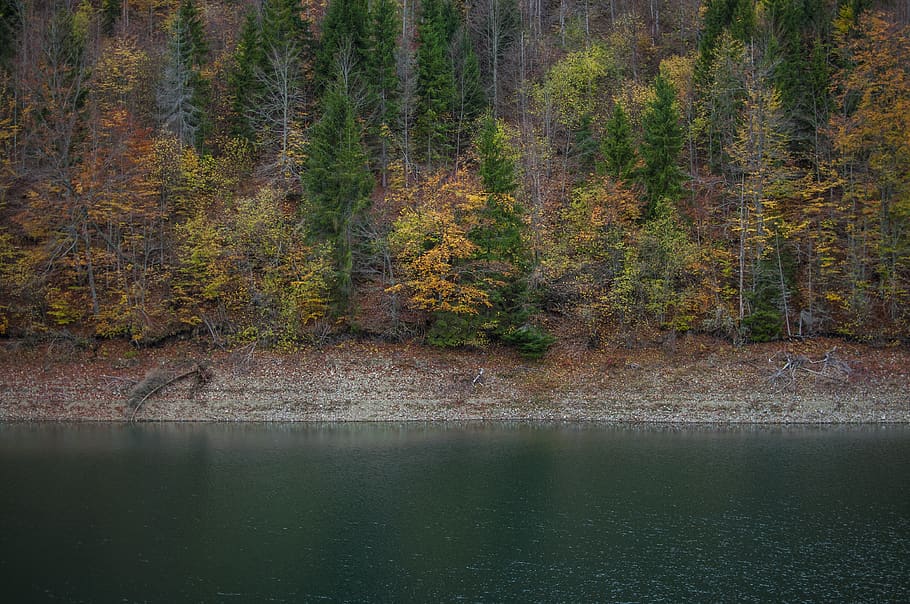 green trees, serbia, zaovine, zaovine lake, plant, conifer, flora HD wallpaper