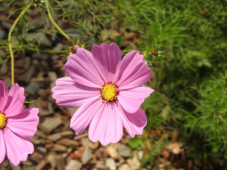 zoom, flower, pink, flowering plant, petal, freshness, fragility HD wallpaper