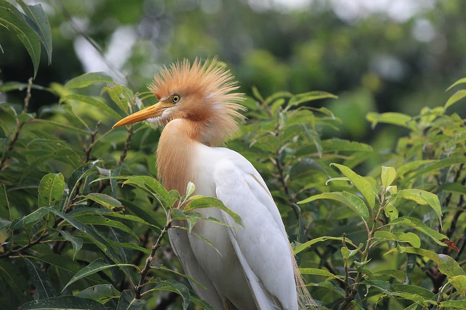 bird, tree, branch, leaves, outdoors, animal, crest, animal themes HD wallpaper