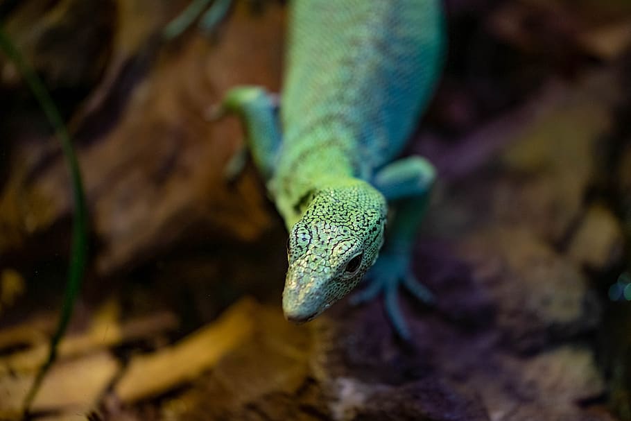 monitor, tree, reptile, lizard, green, animal, zoo, florida HD wallpaper