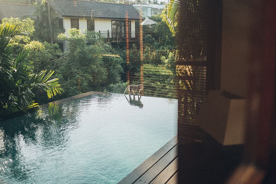 Monkey Walking on the Edge of the Pool, architecture, daylight HD wallpaper