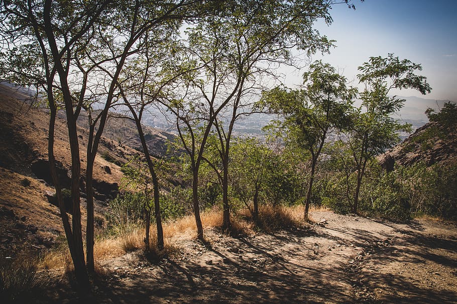 tehran, iran, nature, canon camera, tree, photography, plant HD wallpaper
