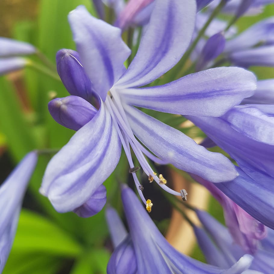 flowers, garden, beautiful, flowering plant, fragility, vulnerability, HD wallpaper