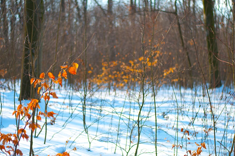 forest, winter, snow, nature, landscape, frost, tree, frozen HD wallpaper