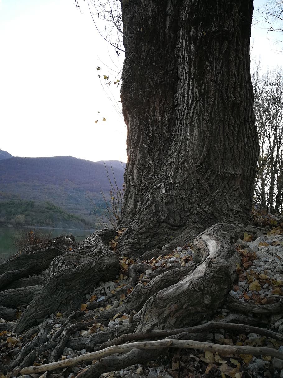 roots, tree, tree trunk, plant, nature, tranquility, sky, no people HD wallpaper