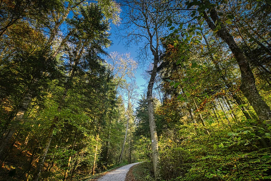 forest, sky, perspective, nature, landscape, trees, wilderness HD wallpaper