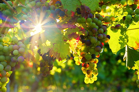 grapes, sun, sunbeam, fruit, vines, rebstock, wine, fructose HD wallpaper