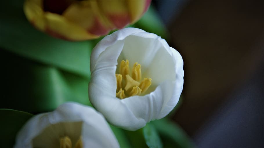 white tulip, details, flower, petal, pestle, stamens, botanical, HD wallpaper