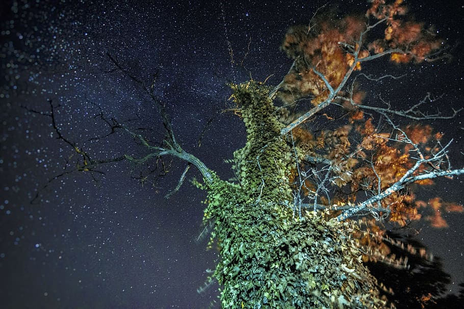 green and orange tree under starry night, sky, ivy, leaf, astrophotography HD wallpaper
