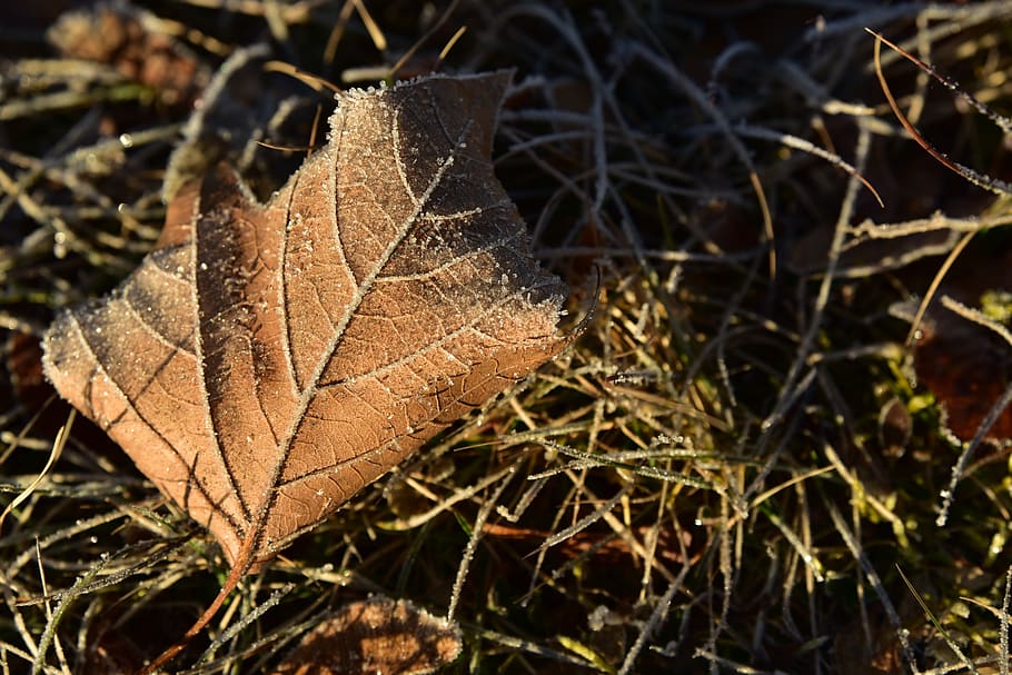 leaf, maple leaf, concerns, ground, winter, season, cold, morning sun HD wallpaper