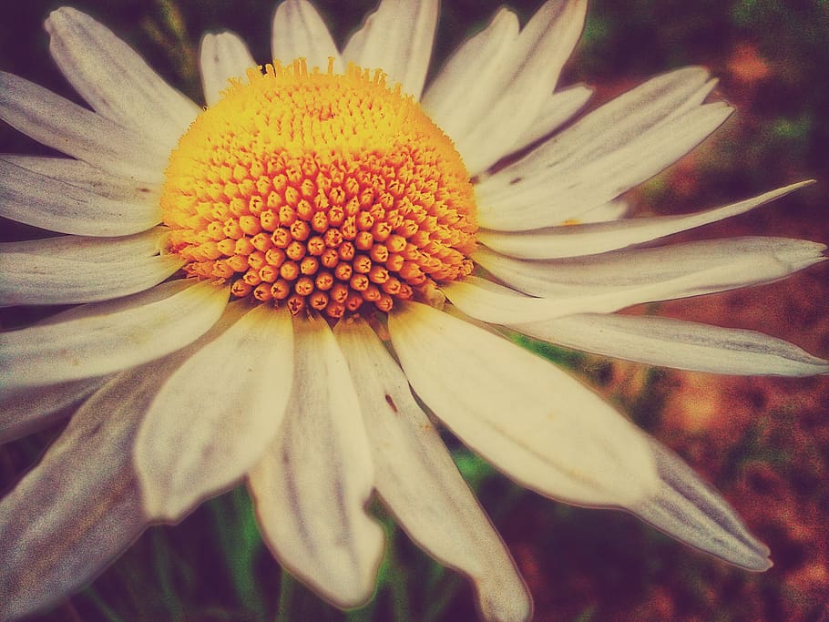 flower, glow, macro, cleversparkle, flowering plant, fragility HD wallpaper