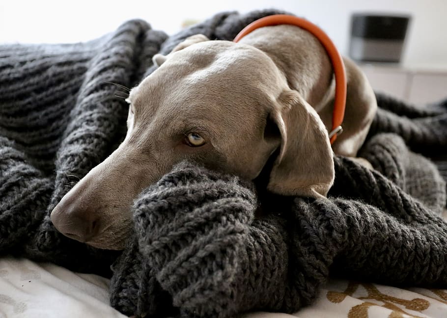 short-coated brown dog, canine, mammal, pet, animal, blanket HD wallpaper