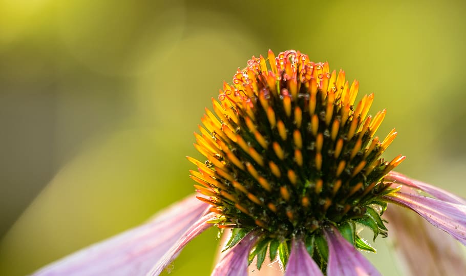 plant, flower, sun, macro, closeup, summer, spring, nature HD wallpaper