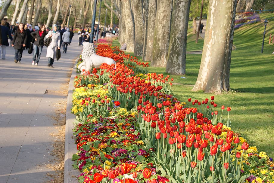 turkey, gülhane parkı, tulips, istanbul, istambul, flowers, HD wallpaper