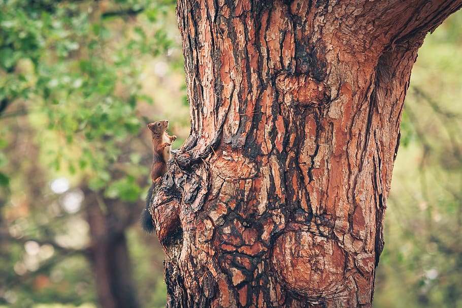 squirrel, forest, nature, animal, animal world, cute, rodent HD wallpaper
