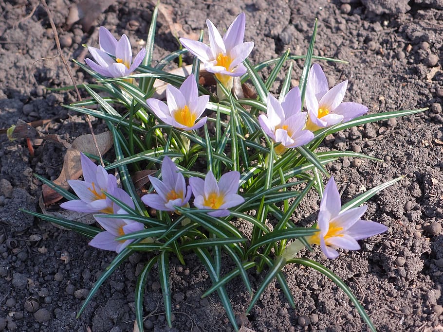 flowers, spring, spring flowers, lilac, primula, crocus, flowering plant HD wallpaper