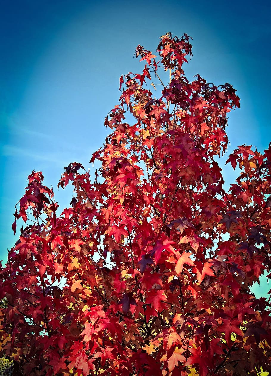 tree, maple, autumn, red leaves, discoloration, bright, intensive HD wallpaper