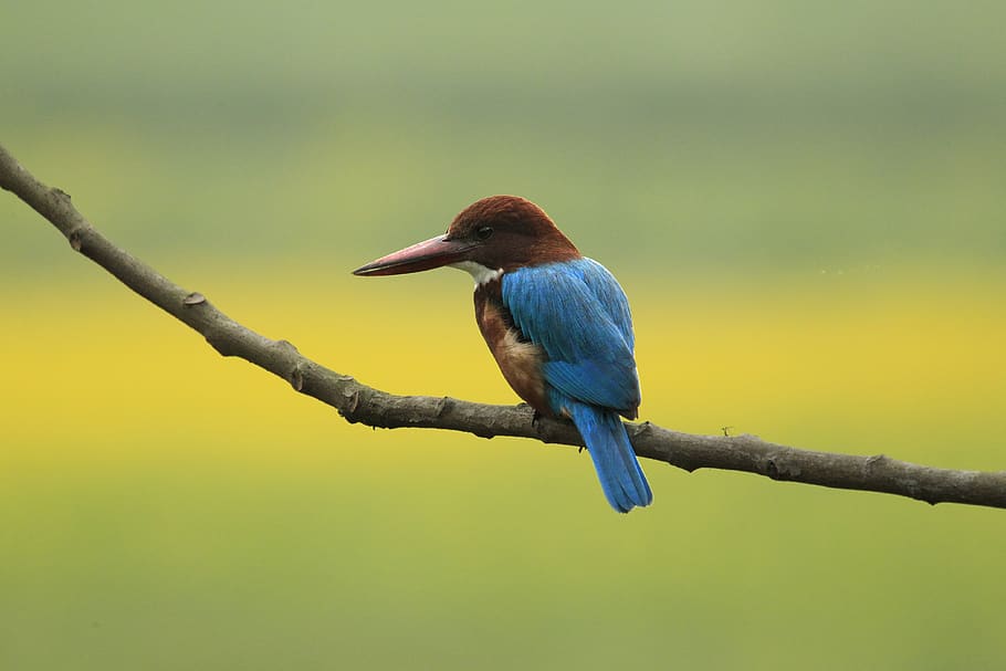nature, bird, colorful, vertebrate, animal wildlife, one animal HD wallpaper