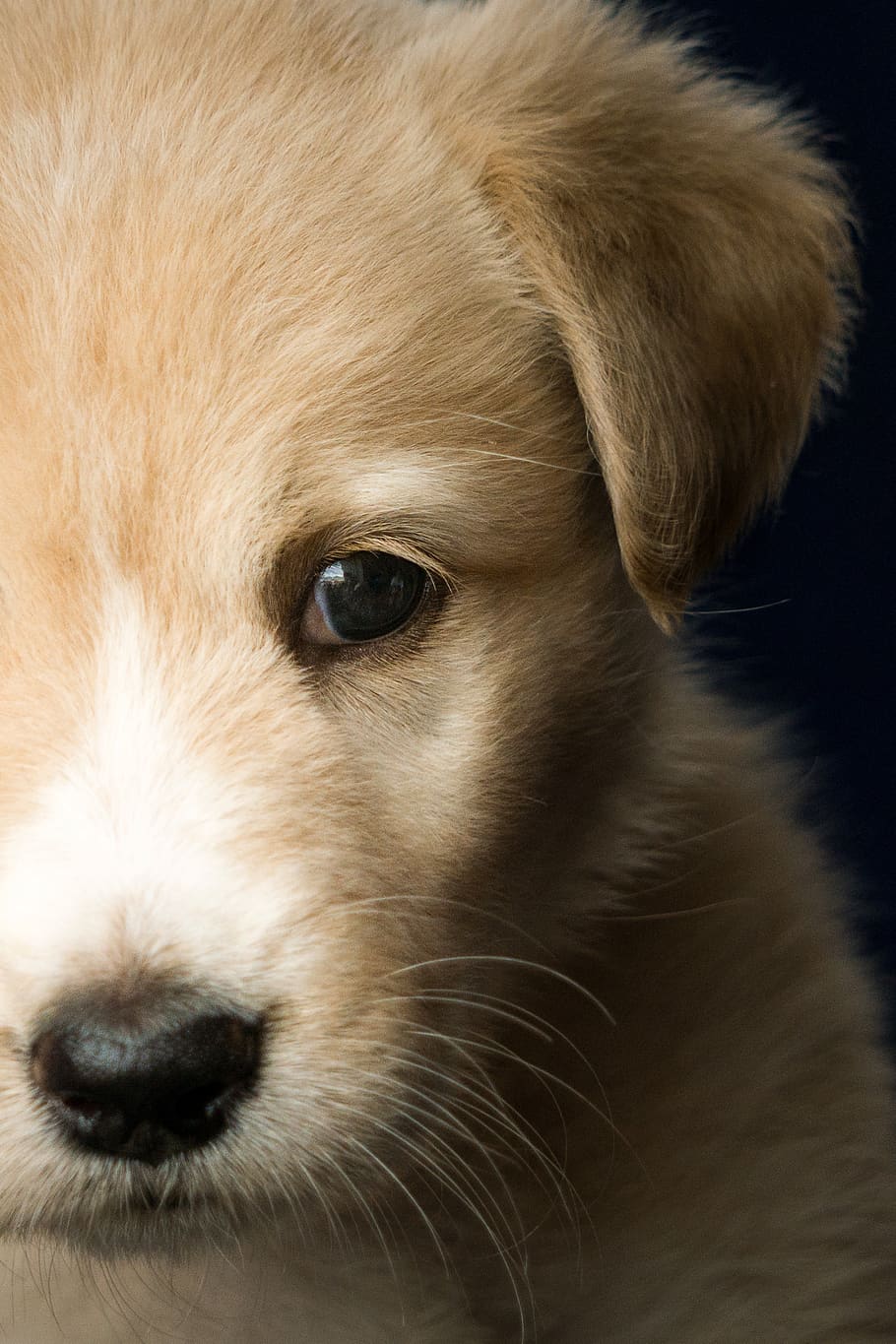 HD wallpaper: animal, puppy, dog, labrador, light brown, pet, in the, dog  head | Wallpaper Flare
