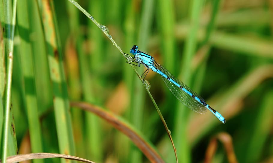 dragonfly, insect, macro, wing, summer, nature, close up, animal themes HD wallpaper