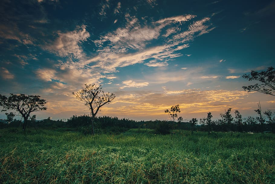 Grass and Trees Under Blue Sky, backlit, clouds, dawn, environment HD wallpaper