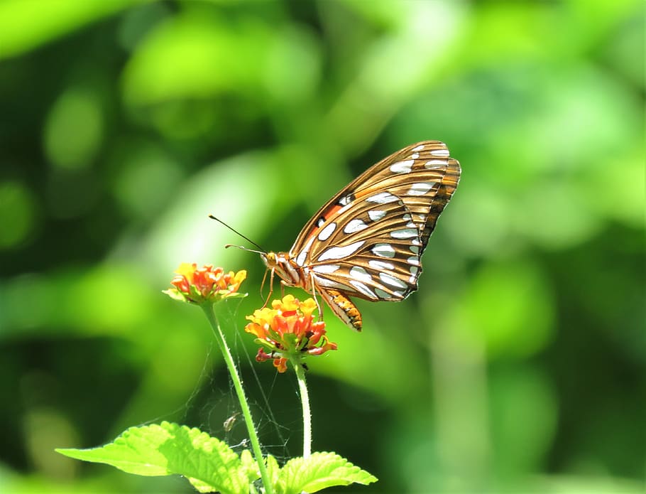 butterfly, flower, tropics, insect, invertebrate, animal wildlife HD wallpaper