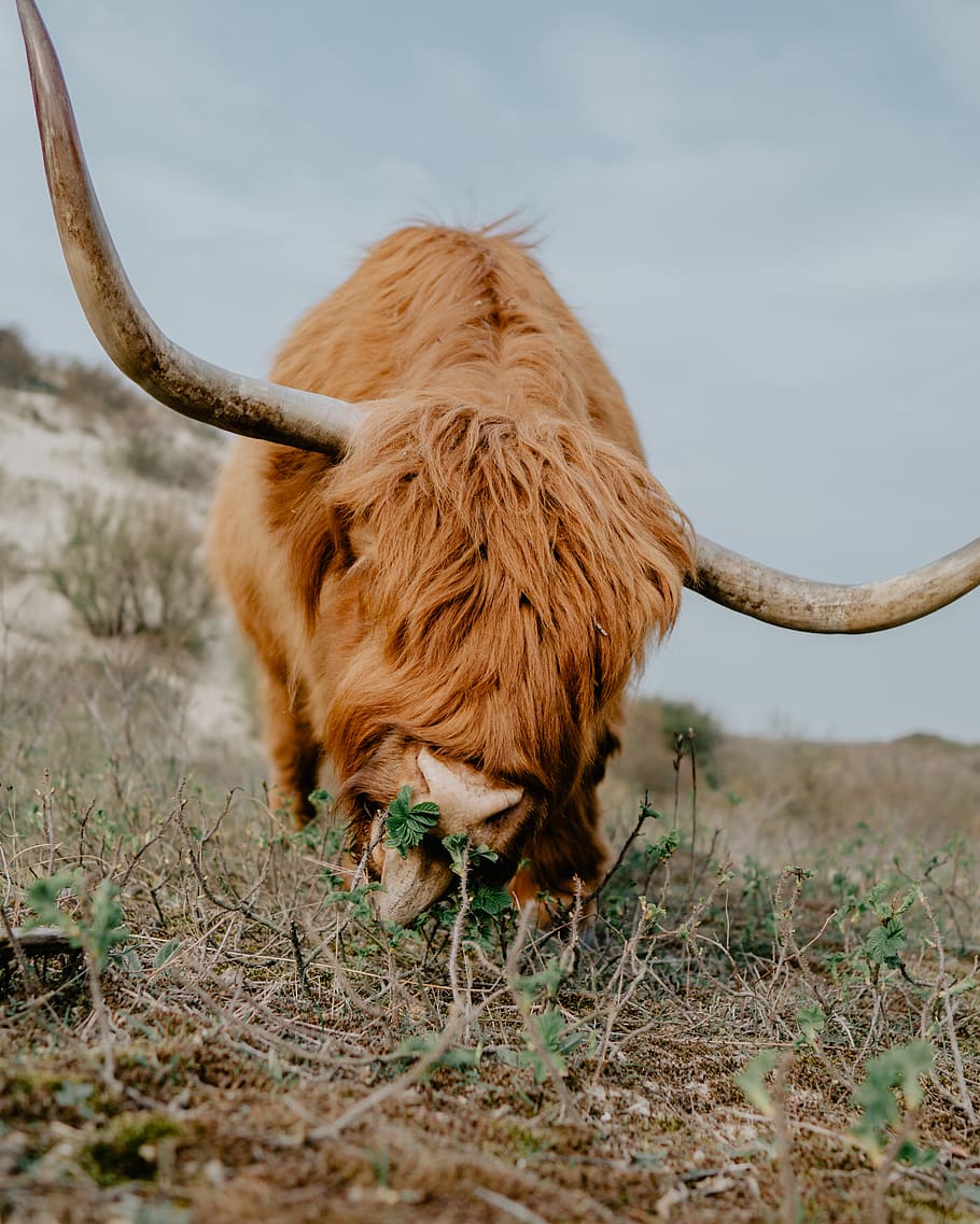brown bison, longhorn, mammal, animal, cattle, bull, antelope HD wallpaper