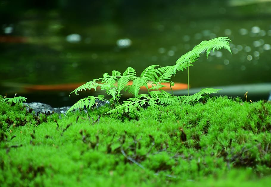 blade, green, nature, green color, plant, growth, selective focus HD wallpaper