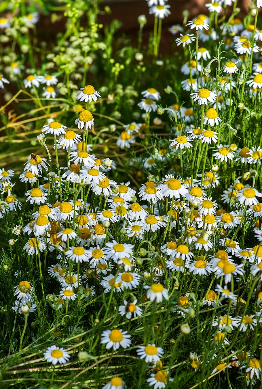 white daisy flowers, flowering plant, growth, fragility, vulnerability HD wallpaper