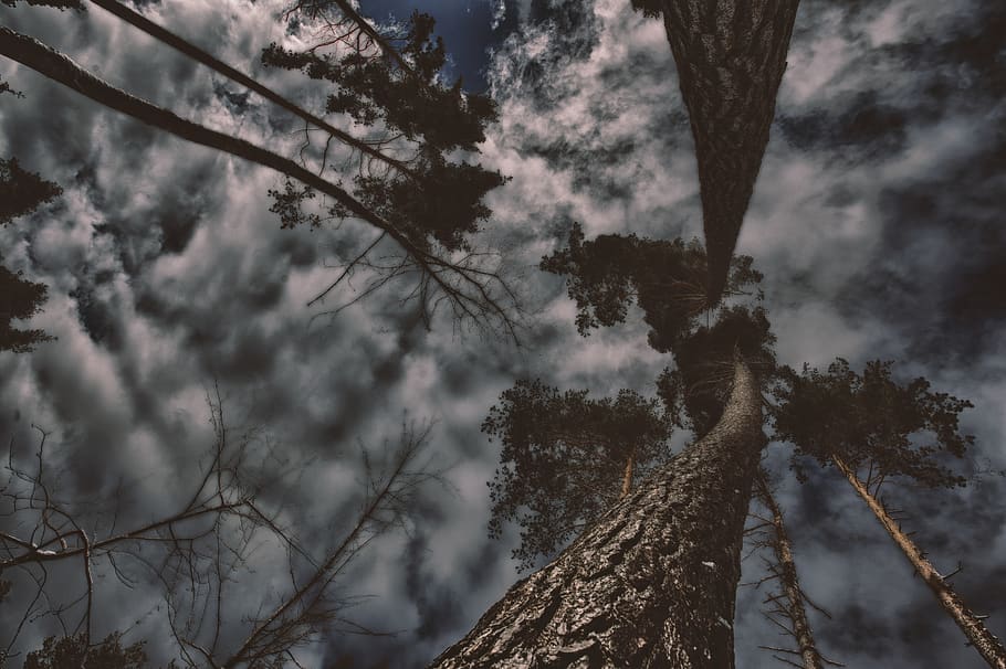 Photo of Gray Trees With Clouds, dawn, daylight, low angle shot HD wallpaper