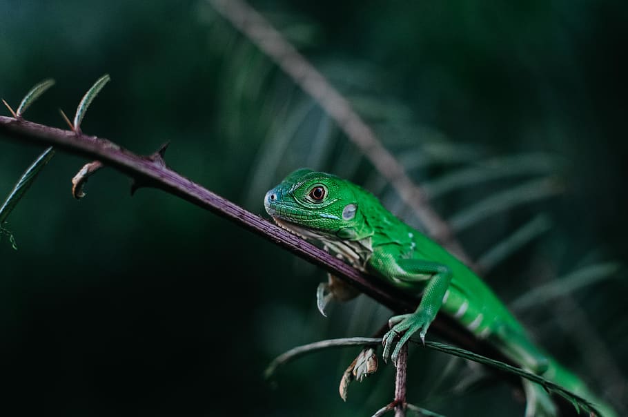 tilt shift focus photography of green lizard perched on tree, HD wallpaper