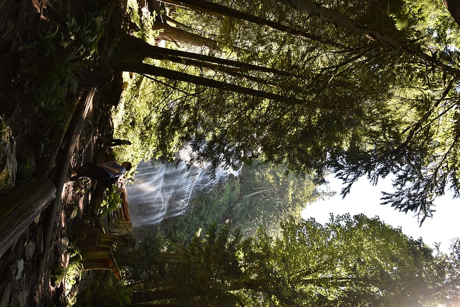 canada, vancouver, tree, plant, forest, nature, growth, beauty in nature HD wallpaper