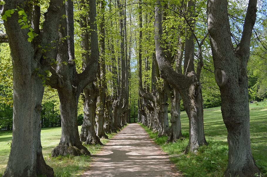 landscape, natural, leaf, park, trees, all, path, forest, spring HD wallpaper