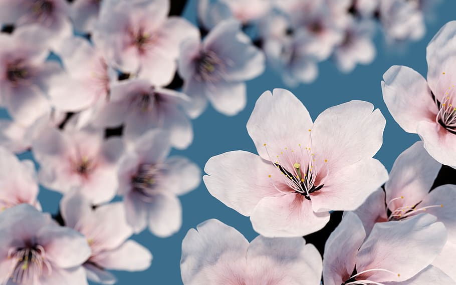 rendering, cherry blossom, bloom, spring, nature, tree, flowers HD wallpaper
