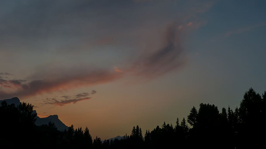 silhouette photography of trees, sky, forest, sunset, sunrise HD wallpaper