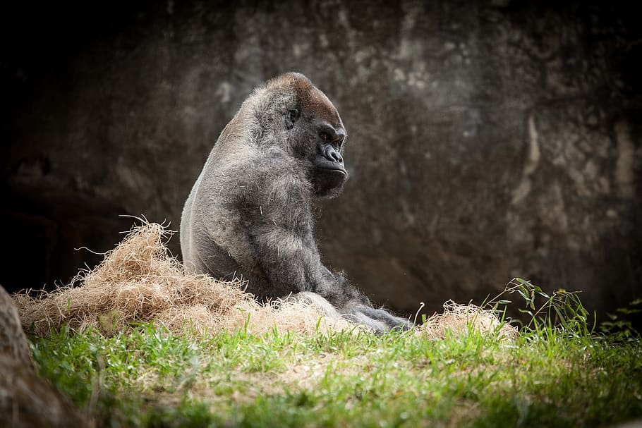black gorilla sitting on grass field, wildlife, animal, mammal, HD wallpaper