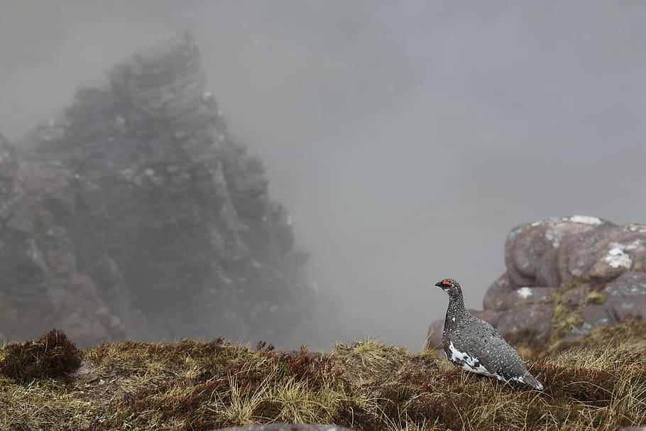 ptarmigan, highlands, scotland, nature, cliffs, fog, bird, wildlife, HD wallpaper