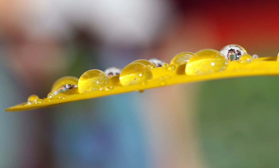 owl, drops, macro, refractive, petal, yellow, close-up, selective focus HD wallpaper