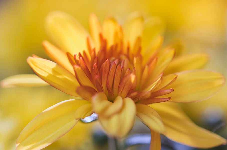 aster, flower, yellow, bright, asteraceae, macro, composites HD wallpaper