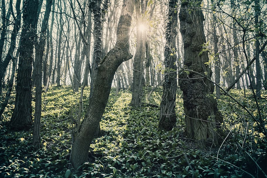 forest, nature, trees, green, light, the idyllic, the mystical HD wallpaper