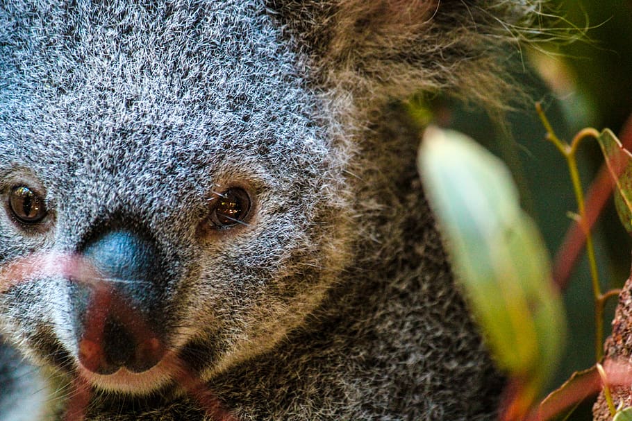 wildlife, koala, animal, mammal, portrait, zoo, macro, australia, HD wallpaper