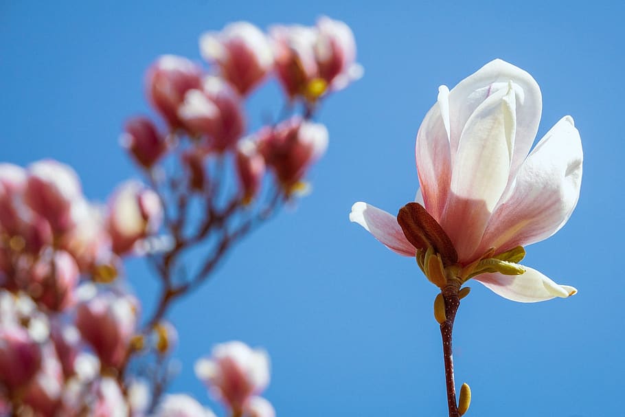 magnolia, blossom, bloom, spring, magnolia blossom, garden HD wallpaper