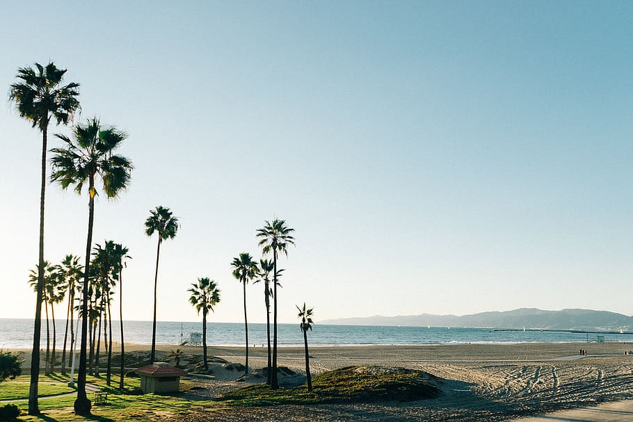 Green Trees Near Body of Water, beach, palms, palm tree, plant HD wallpaper