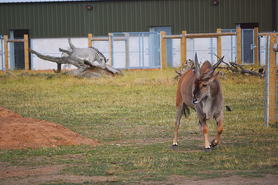 yorkshire wildlife park, united kingdom, branton, antelope, HD wallpaper