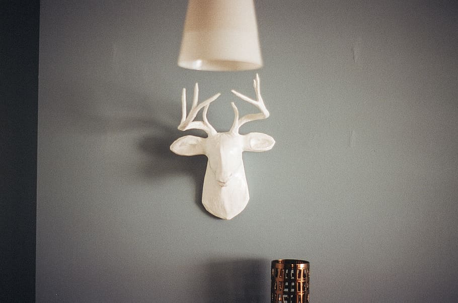 deer, antlers, mount, wall, lamp shade, indoors, no people